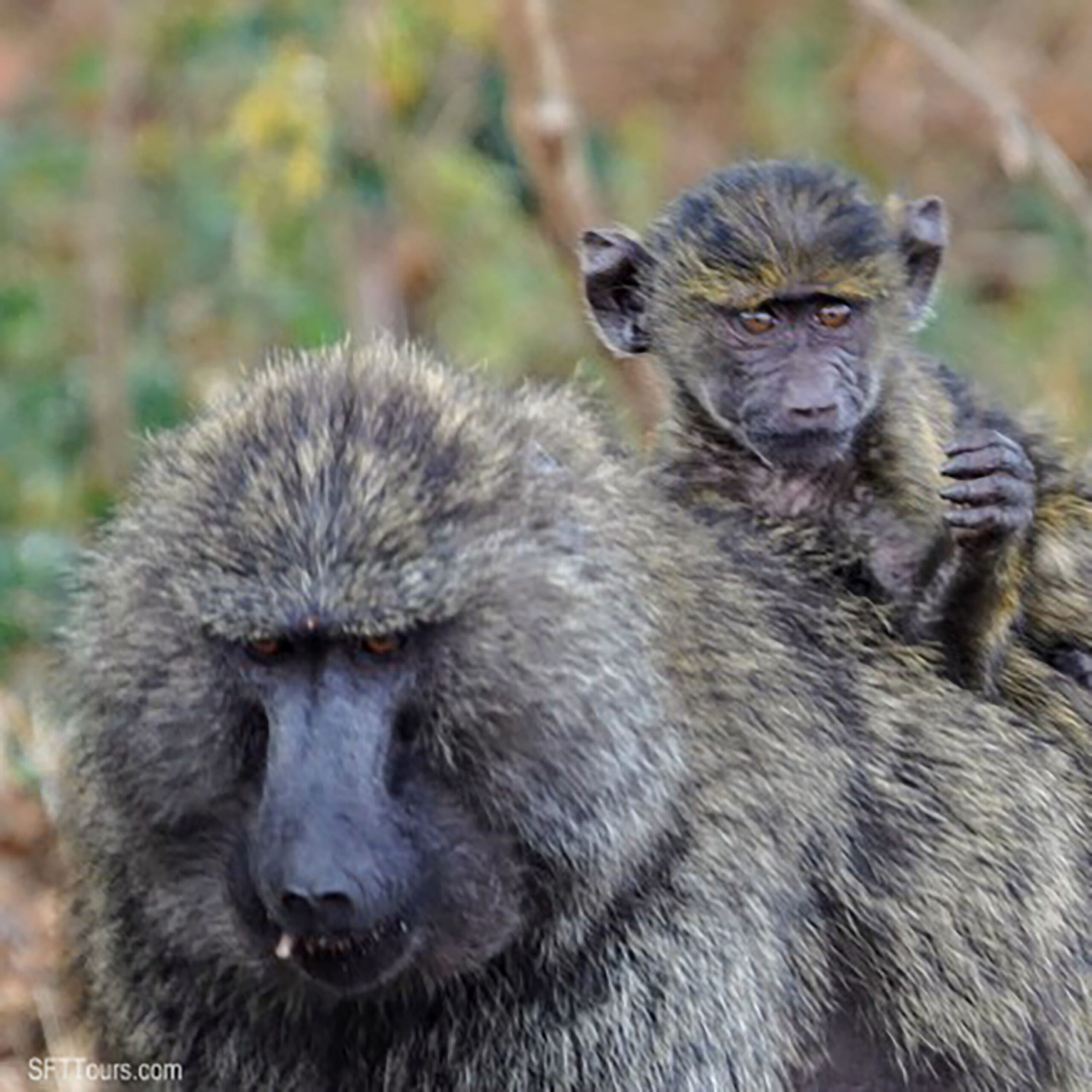 Affordable Tanzania trip for women - Safari and Zanzibar