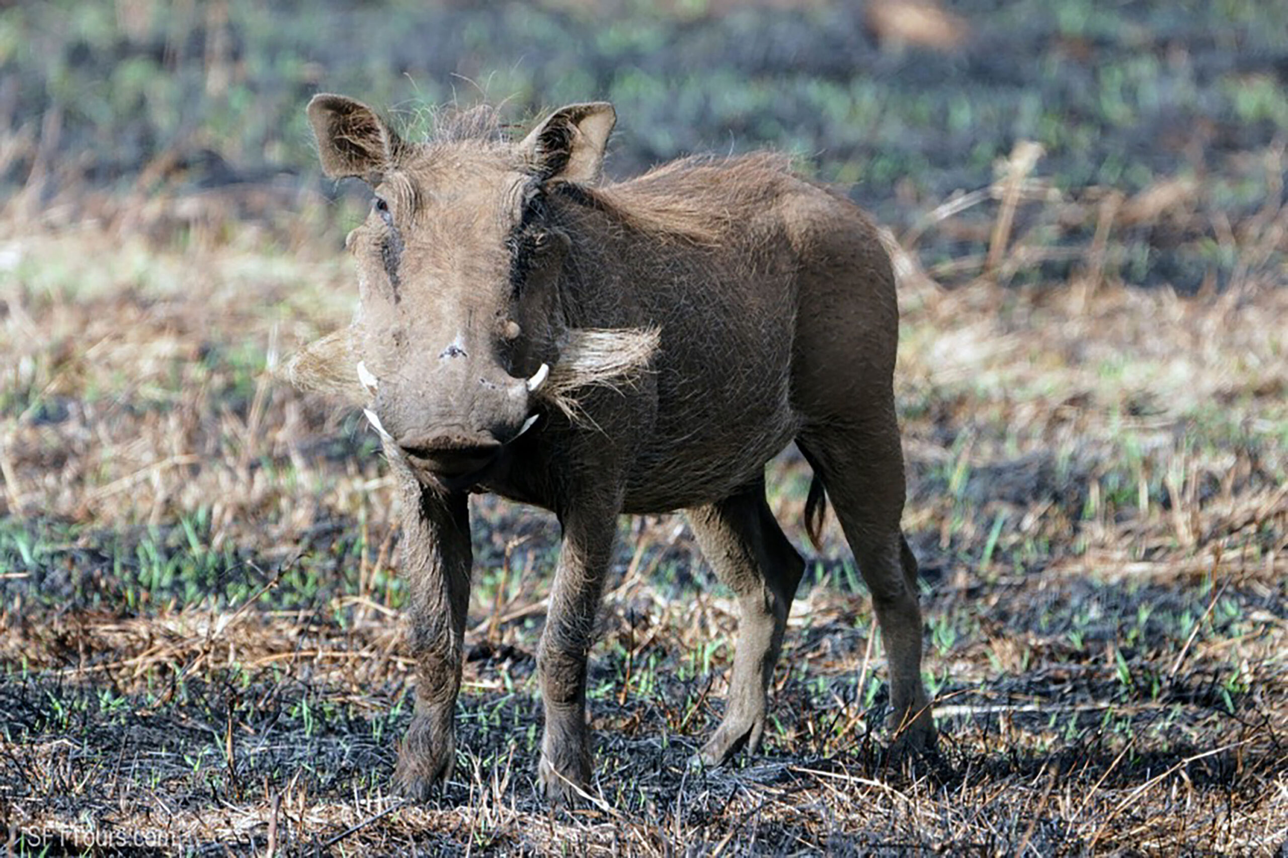 Affordable Tanzania trip for women - Safari and Zanzibar