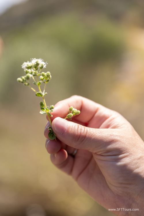 Greece 8 June 2023 (Natasha) small-212