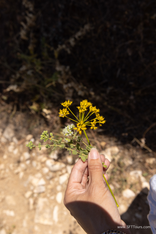 Greece 8 June 2023 (Natasha) small-215