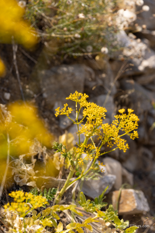 Greece 8 June 2023 (Natasha) small-222