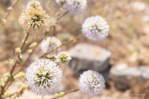 Greece 8 June 2023 (Natasha) small-378