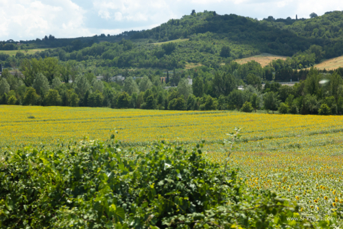 Tuscany July 2023-136