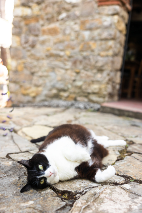 Tuscany July 2023-158