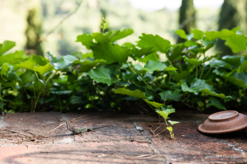 Tuscany July 2023-169