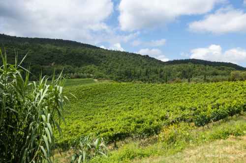 Tuscany July 2023-227