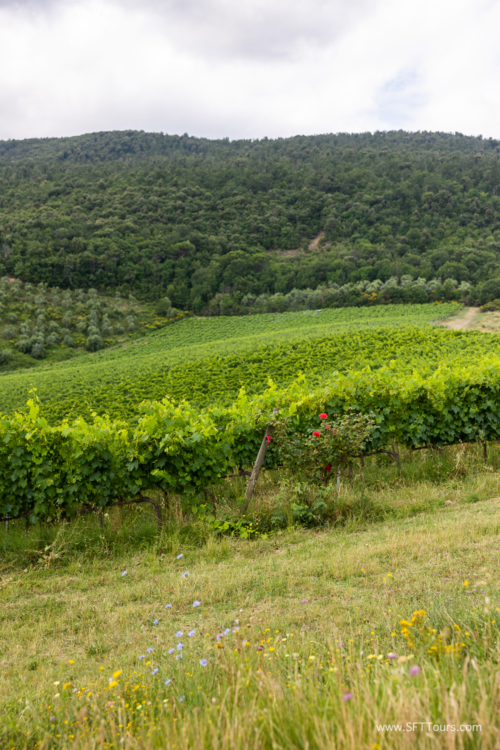 Tuscany July 2023-235