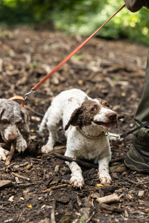 Tuscany July 2023-328