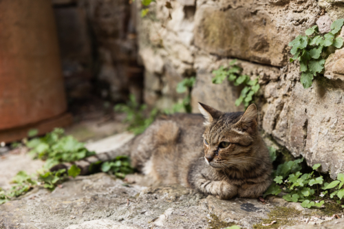Tuscany July 2023-540