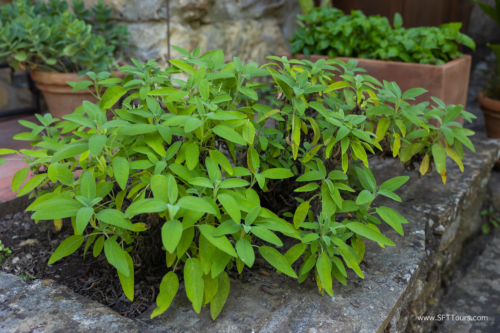 Tuscany July 2023-769