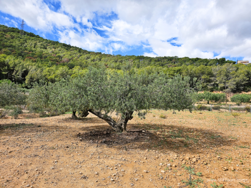 Sensual BCN Oct 2023 (small)-375