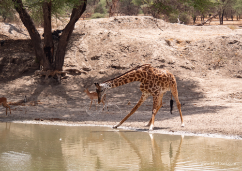 Tanzania luxe Oct 2023 (small)-058