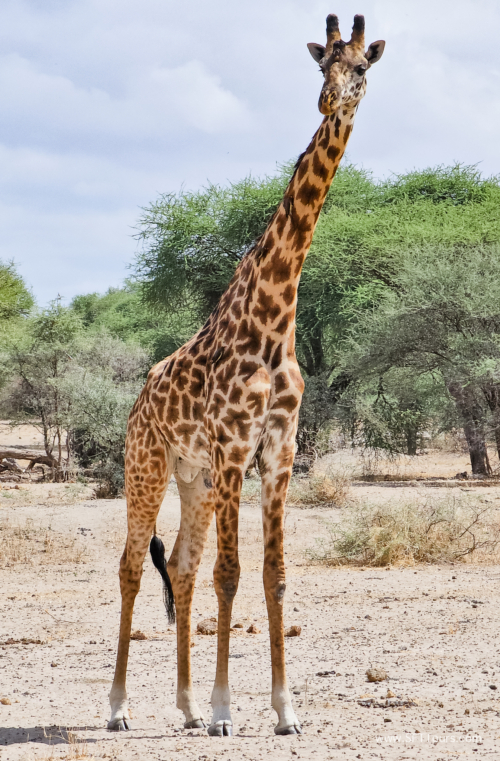 Tanzania luxe Oct 2023 (small)-068
