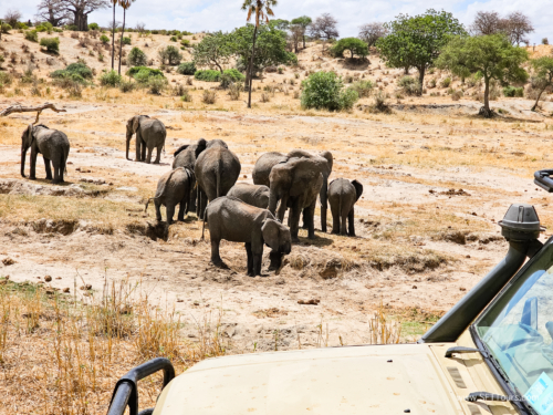Tanzania luxe Oct 2023 (small)-087