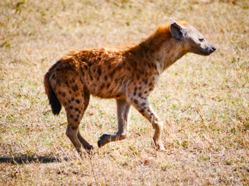 Tanzania luxe Oct 2023 (small)-116