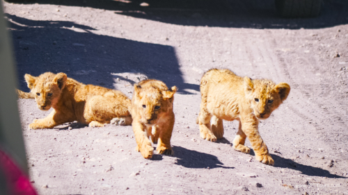 Tanzania luxe Oct 2023 (small)-123