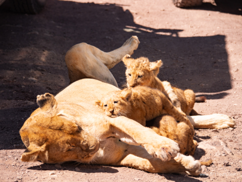 Tanzania luxe Oct 2023 (small)-136