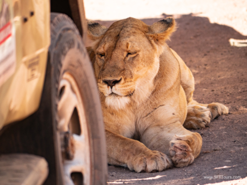 Tanzania luxe Oct 2023 (small)-138