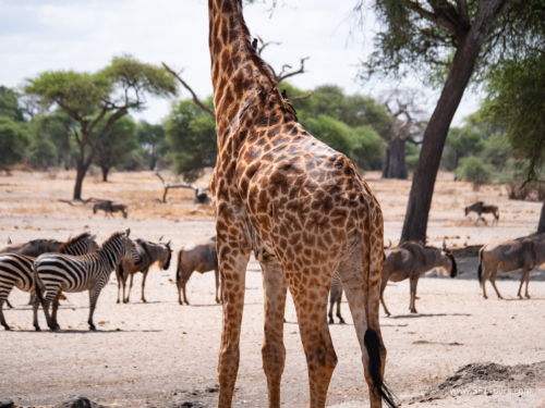 Tanzania luxe Oct 2023 (small)-053