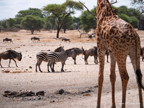 Tanzania luxe Oct 2023 (small)-054
