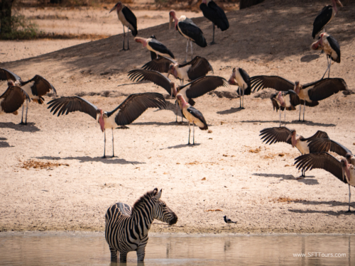 Tanzania luxe Oct 2023 (small)-056