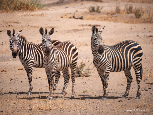 Tanzania luxe Oct 2023 (small)-059