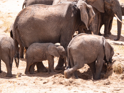 Tanzania luxe Oct 2023 (small)-062