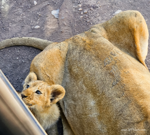 Tanzania luxe Oct 2023 (small)-154