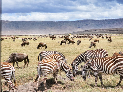 Tanzania luxe Oct 2023 (small)-166