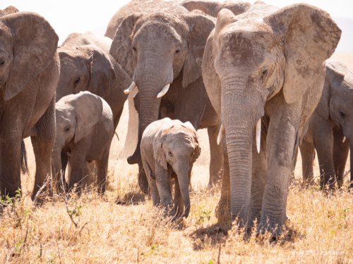Tanzania luxe Oct 2023 (small)-241