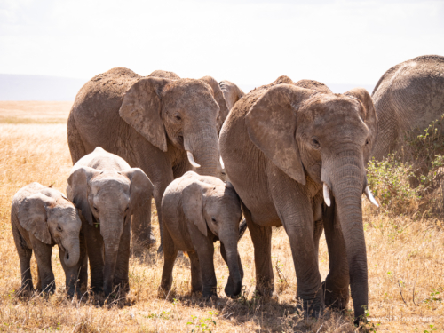 Tanzania luxe Oct 2023 (small)-247