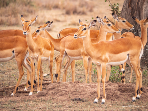 Tanzania luxe Oct 2023 (small)-288