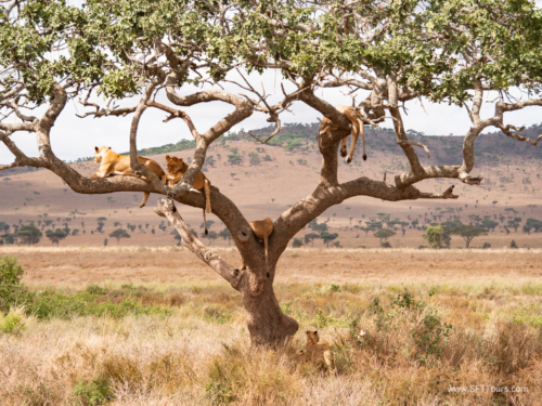 Tanzania luxe Oct 2023 (small)-290