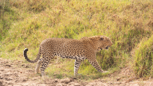 Tanzania luxe Oct 2023 (small)-293