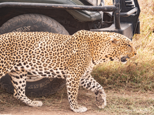 Tanzania luxe Oct 2023 (small)-294