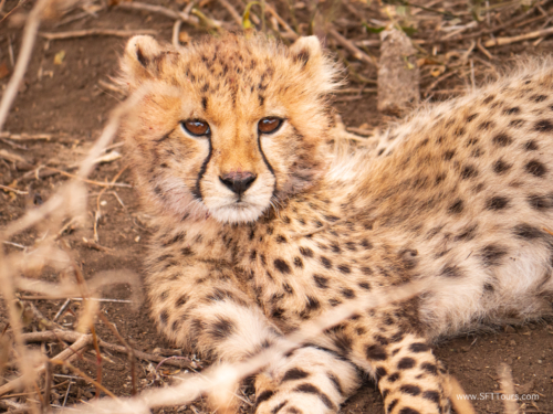 Tanzania luxe Oct 2023 (small)-305
