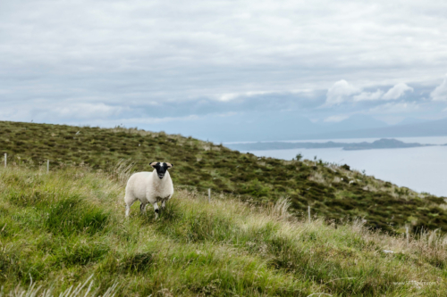 Scotland_Jul_2024_L752