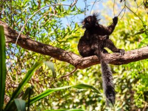 Madagascar_2024_L-10