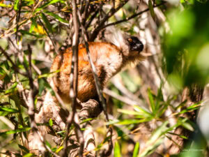 Madagascar_2024_L-11