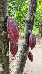 Madagascar_2024_L-134