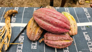 Madagascar_2024_L-136