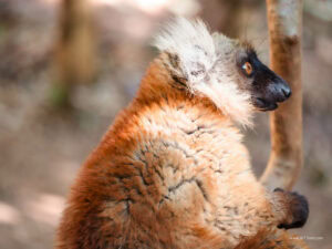 Madagascar_2024_L-15