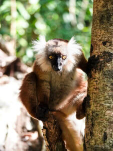 Madagascar_2024_L-171