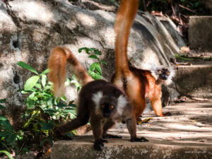 Madagascar_2024_L-172