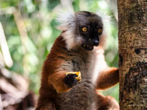 Madagascar_2024_L-173