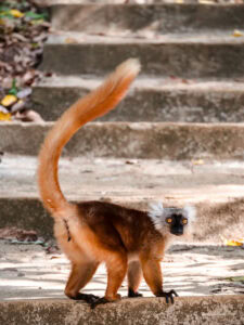 Madagascar_2024_L-174