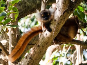Madagascar_2024_L-175