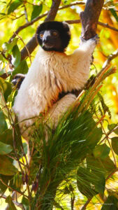 Madagascar_2024_L-18