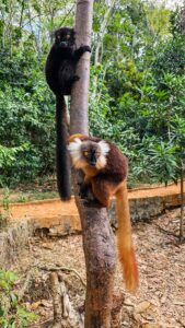 Madagascar_2024_L-183