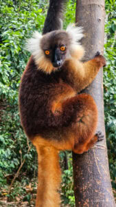 Madagascar_2024_L-184